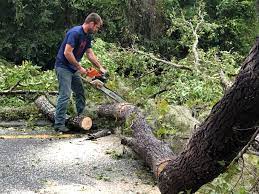 Trusted Lake Wildwood, CA Tree Removal Experts