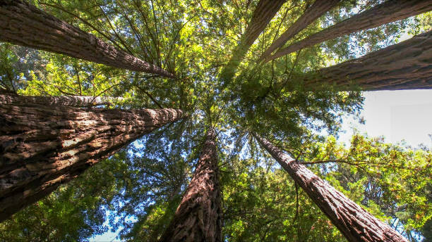 Best Firewood Processing and Delivery  in Lake Wildwood, CA