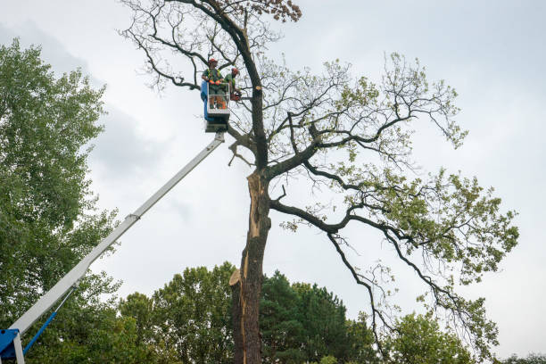 Best Hazardous Tree Removal  in Lake Wildwood, CA